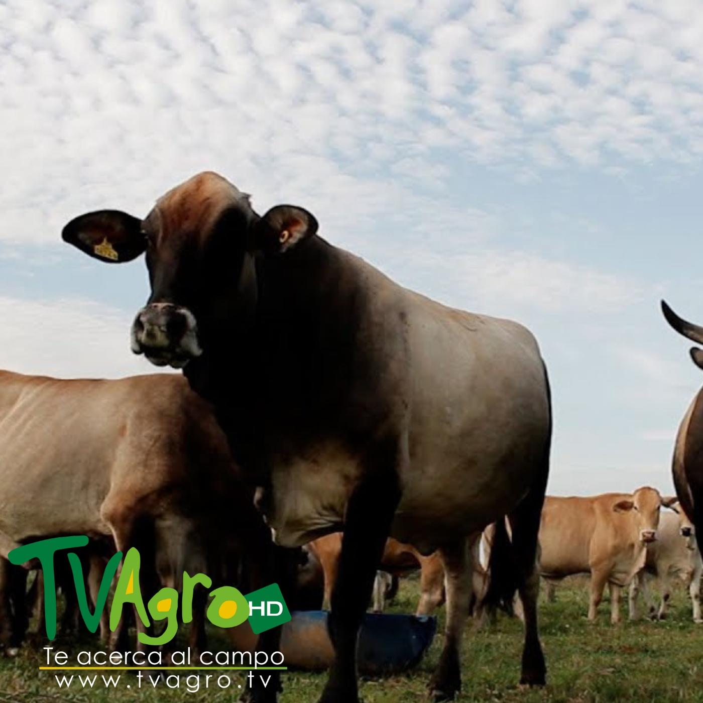 C Mo Controlar Garrapas De Perros Tvagro Por Juan Gonzalo Angel