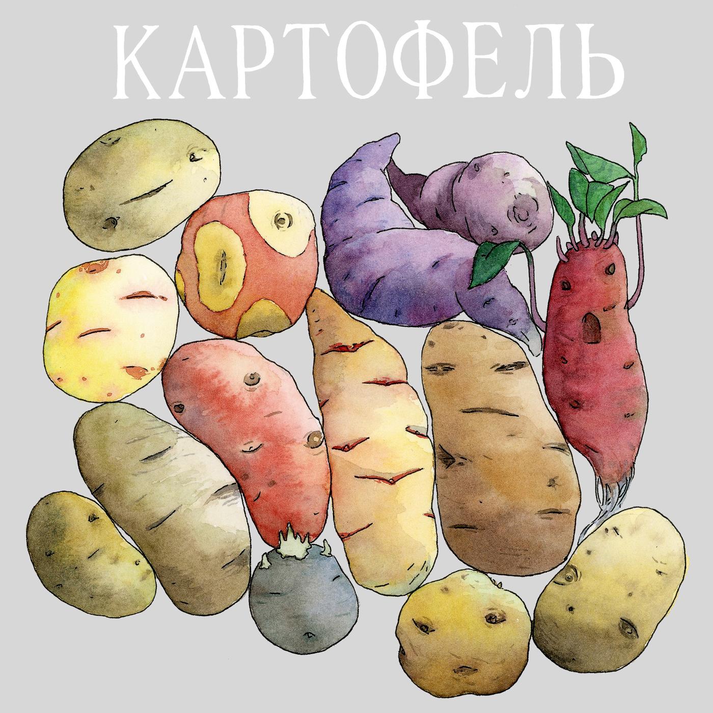 Potato 13: Арина - Картофель (podcast) | Listen Notes