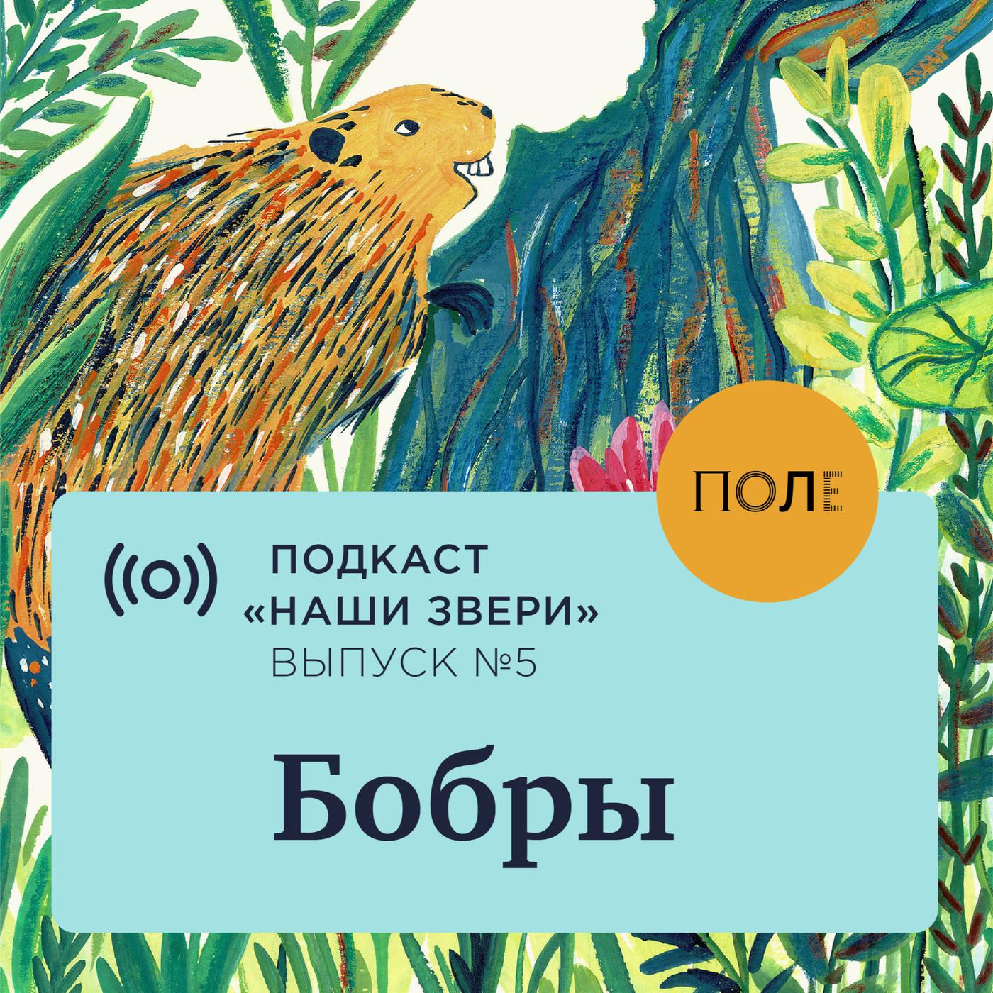 Бобр песня текст. Выпускай бобёр. Бобр слушает музыку. Бобер песня