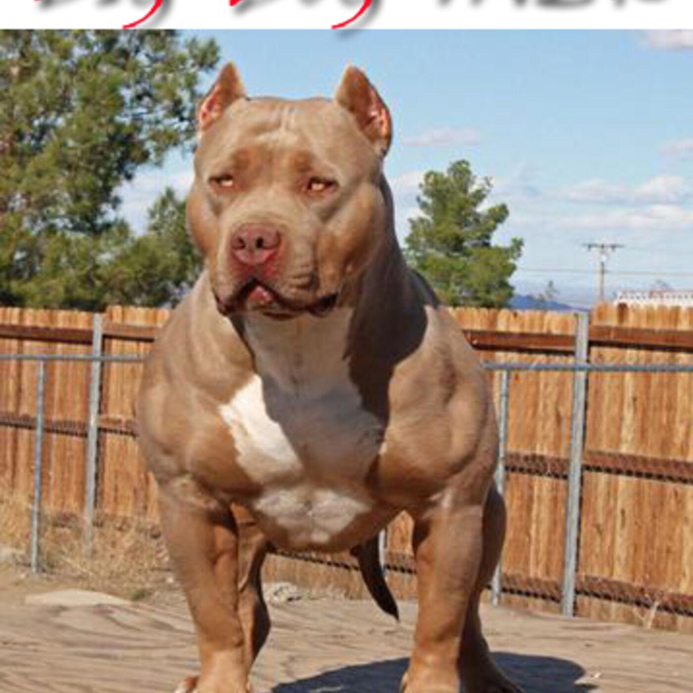 Big Dog Talk Podcast Top Pitbull American Bully breeder Bossy Kennels full interview Listen Notes