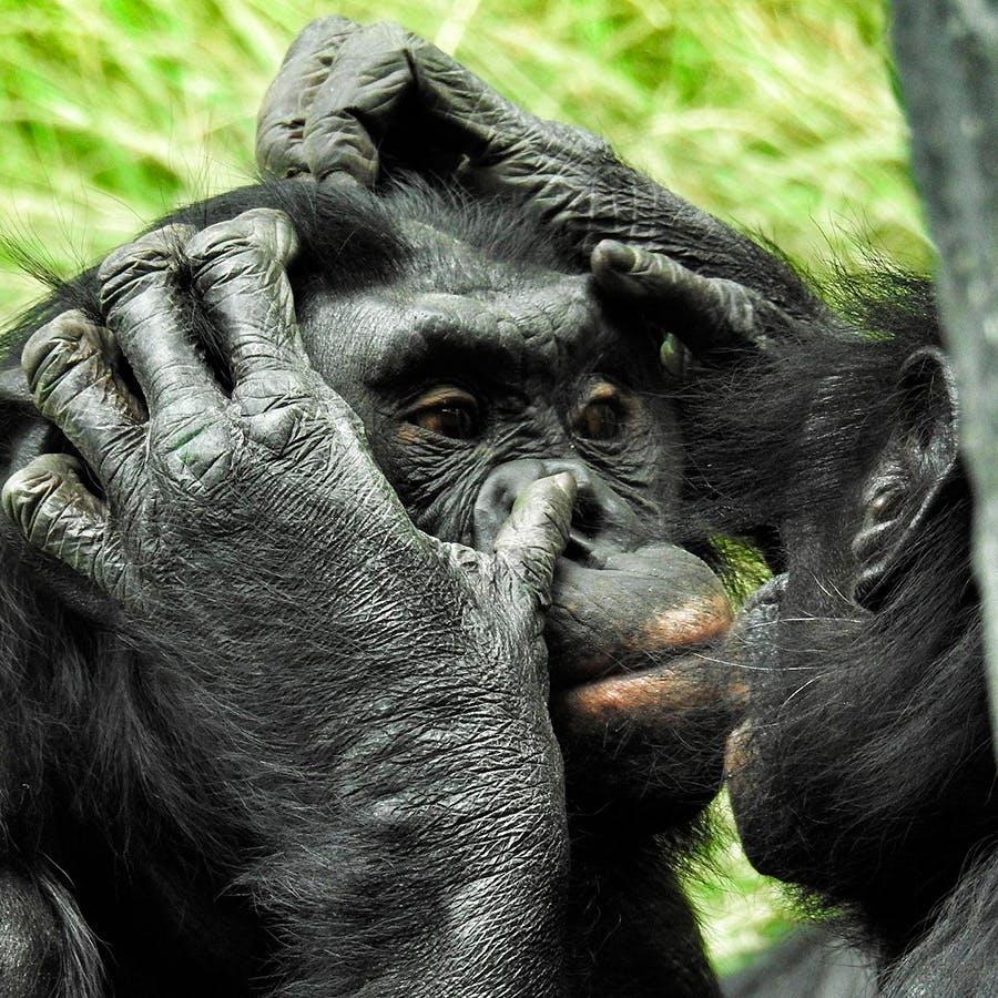 Busting the Myth of Primate Patriarchy: The Nature of Sex and Gender in Our  Ape Relatives | Frans de Waal | Listen Notes