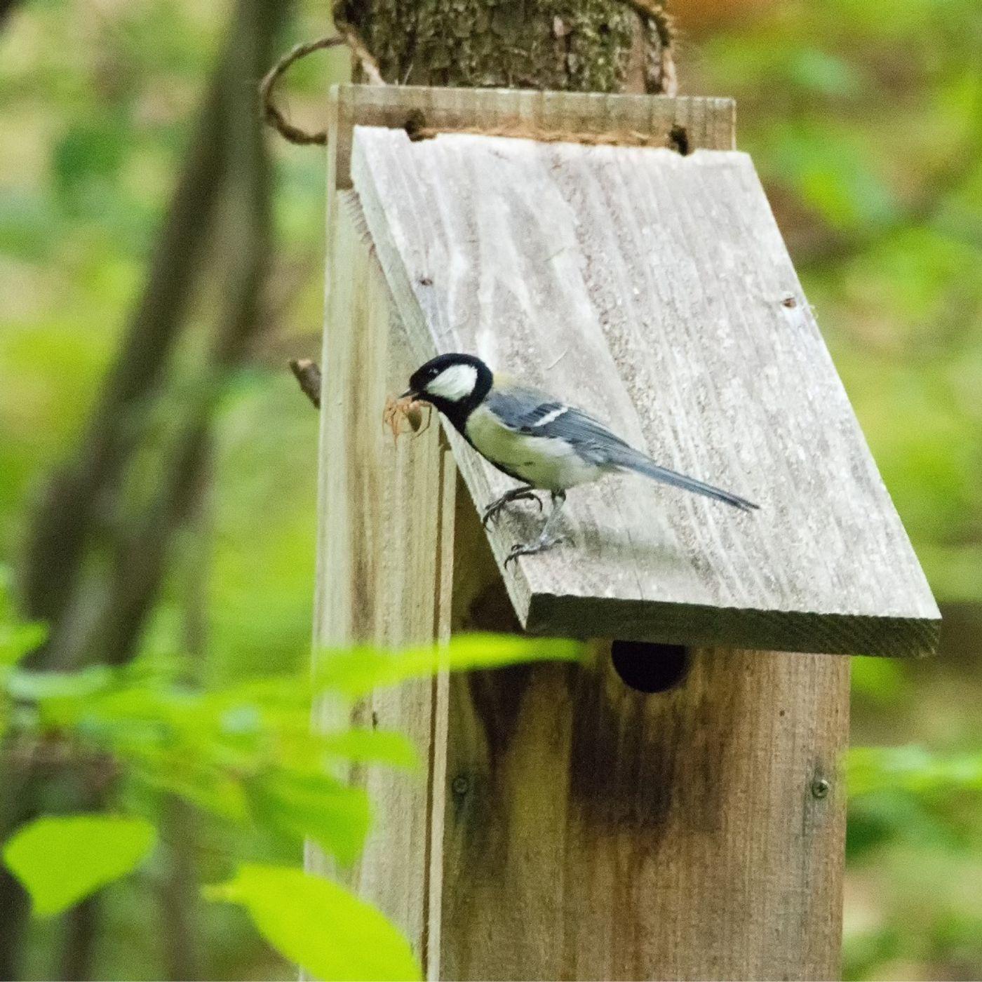 Black Kites Do Birds Start Fires? BirdNote Daily (pódcast) Listen