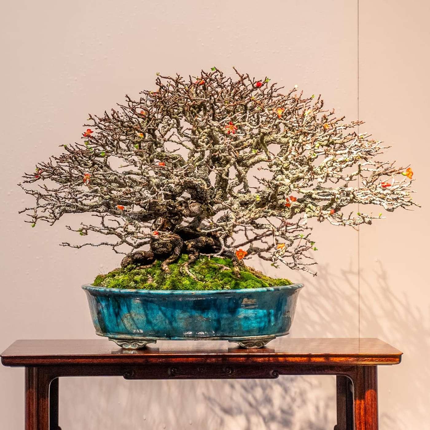 wisteria sinensis bonsai Buy Purple Wisteria Bonsai Seeds for Planting Elegant Perennial Blooms –  Pure Asia Seeds main image 1