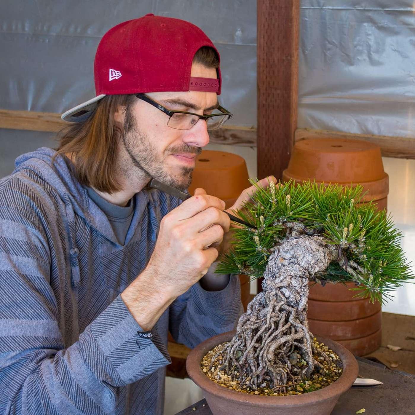 Chat with Adam Toth - Bonsai Wire (podcast) | Listen Notes