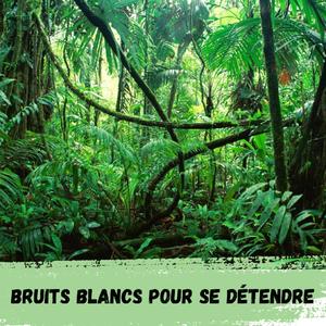 2h – Jungle, pluie, oiseaux et tonnerre / 2h – Jungle, rain, birds and thunder