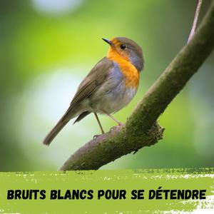 2h – Oiseaux dans la forêt / 2h – Birds in the forest