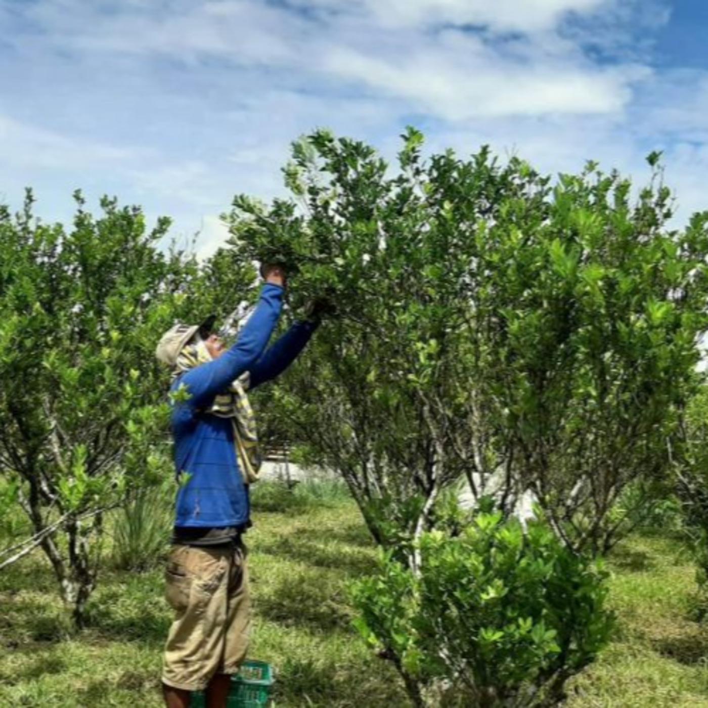 7000 Trees of Calamansi in a Bottle Business Mentor (podcast
