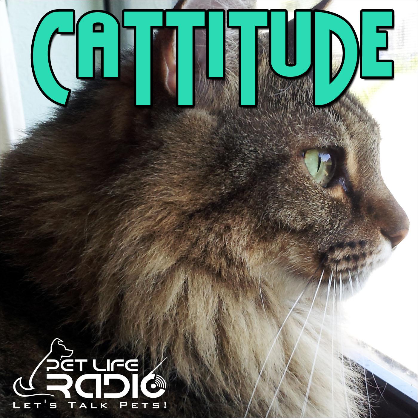 Cattitude -  The #1 Cat Podcast About Cats As Pets-  Pet Life Radio Original (PetLifeRadio.com)