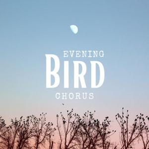 Evening Bird Chorus: Relaxing Soundscape