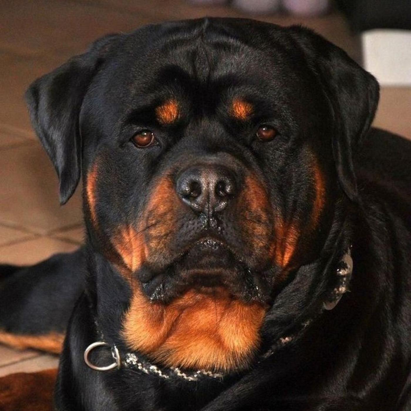 Крупные ротвейлеры. Бельгийский ротвейлер. Крупные ротвейлеры. Крупные ротвейлеры. Крупные ротвейлеры.