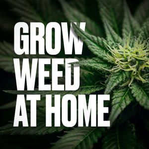 Grow Weed at Home 