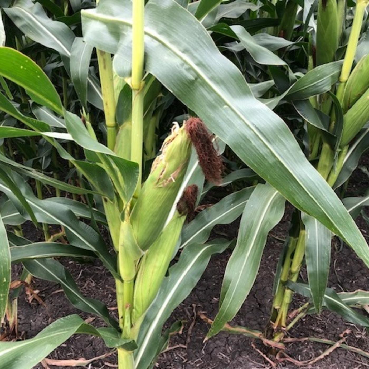 AGRI-BIZ April 21, 2024: The carbon conversation continues in ...