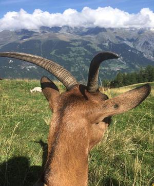 Herds and Curds