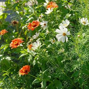 In The Garden