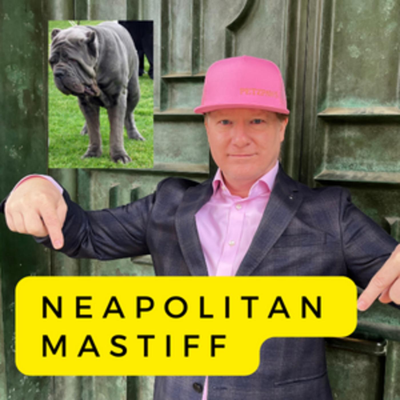 Neapolitan Mastiff History, Form and Function, Livability and ...