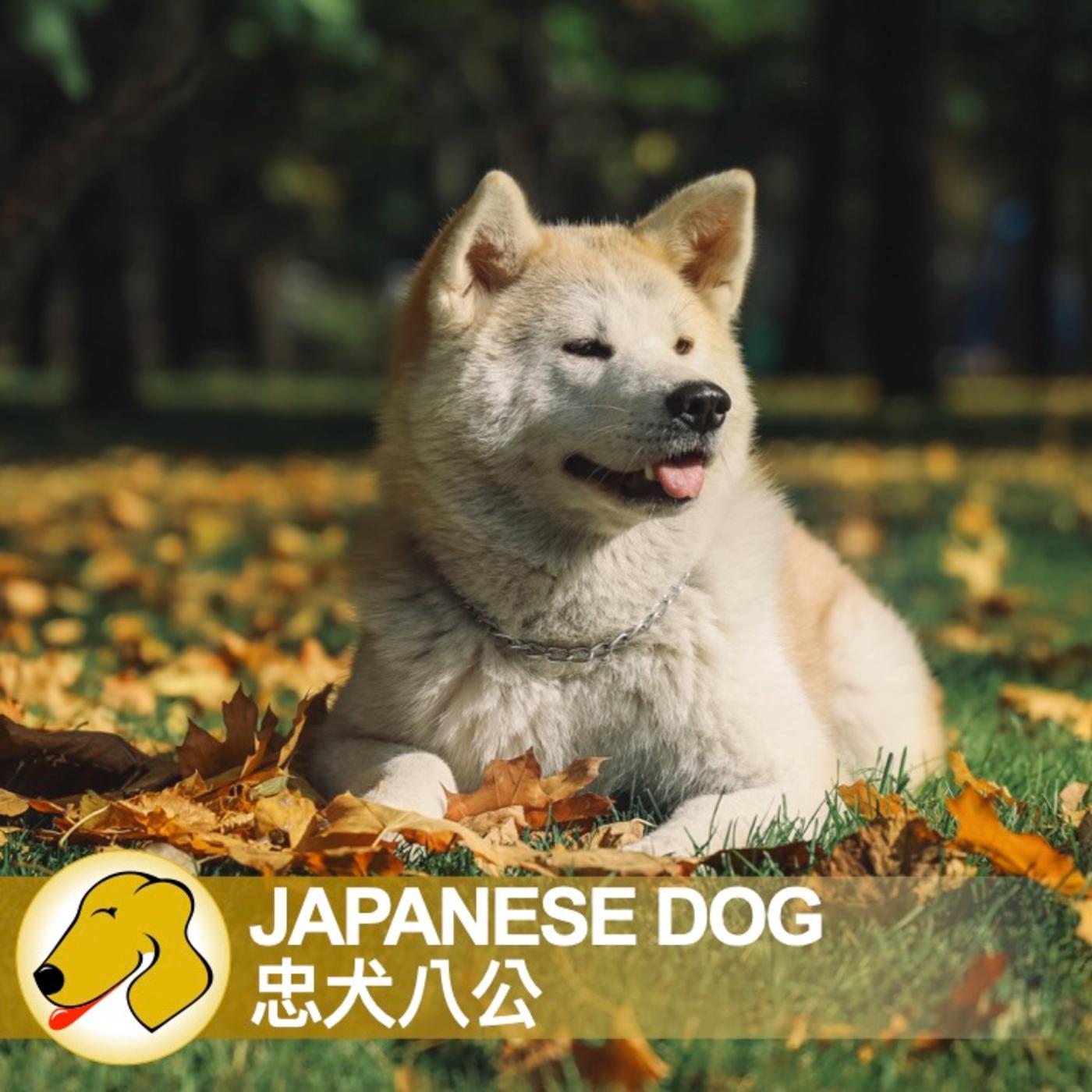 Japanese Dog /忠犬八公- 英文課/ 一般正常語速- Lucy 語言家教