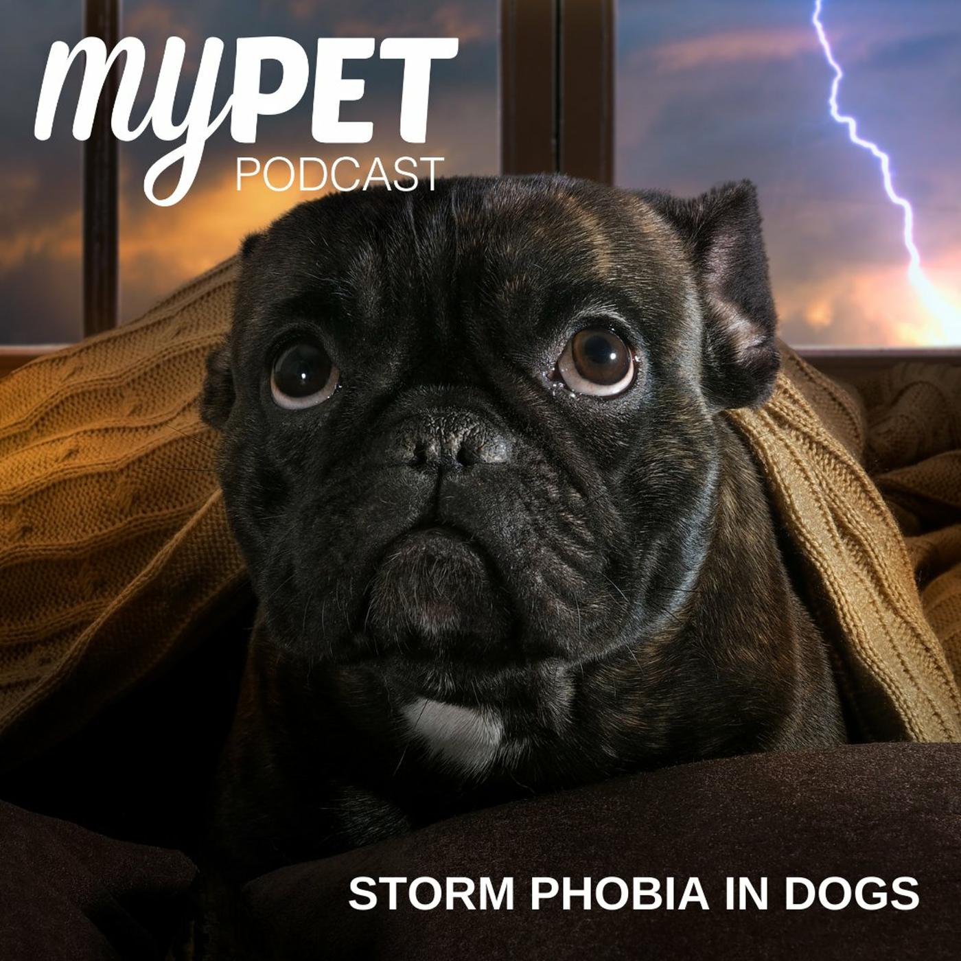 gabapentin for storm anxiety in dogs