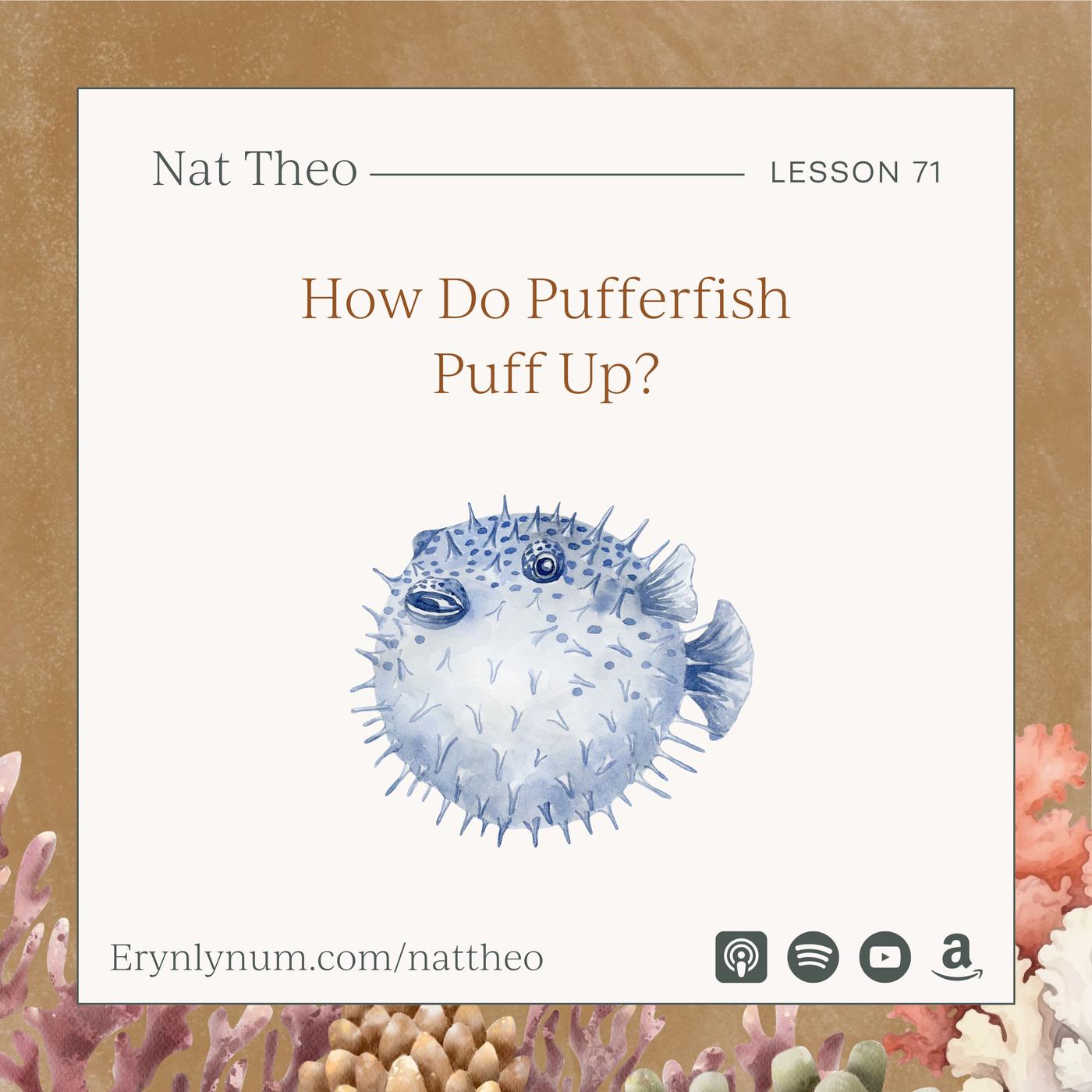 How Do Pufferfish Puff Up? Lesson 71 - Nat Theo Nature Lessons Rooted ...