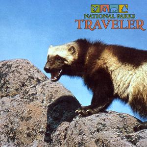 National Parks Traveler Podcast | Wolverine Recovery in Colorado