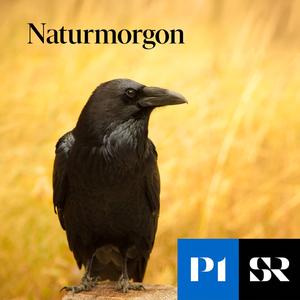 Vintern - en rejäl utmaning som vissa klarar bättre än andra