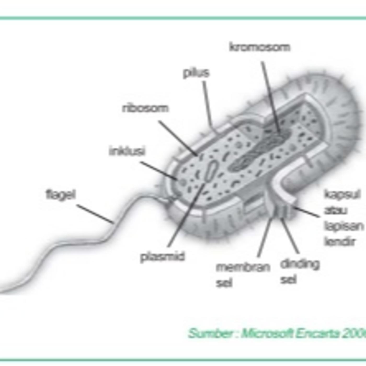 Kingdom Monera Eps. 03 : Eubacteria (Final) - Niulogi (podcast) | Listen  Notes