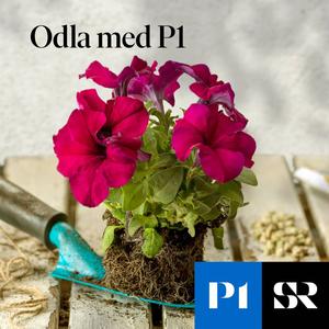 Föröka vinbär
