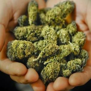Potcasts * Daily Cannabis Investing news