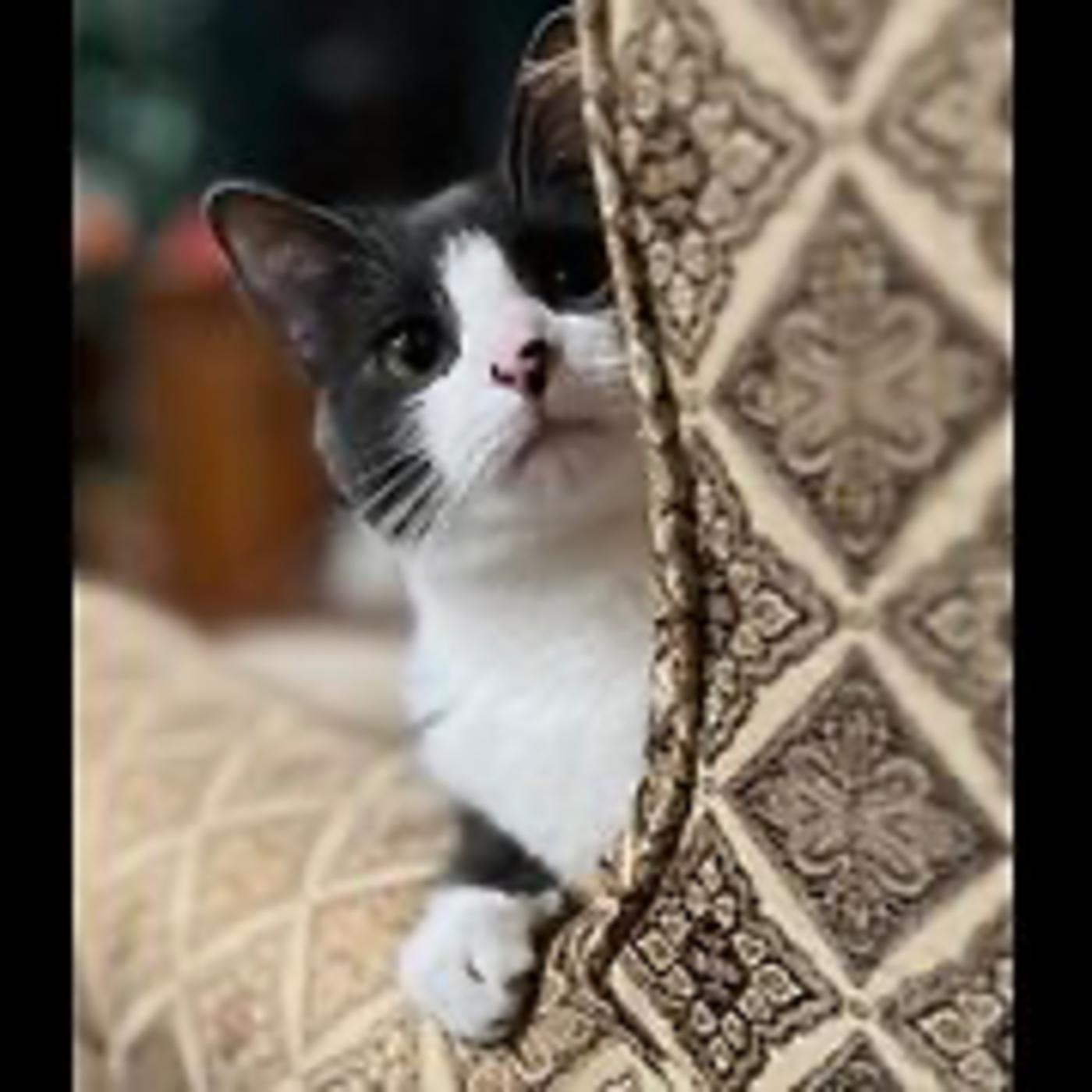 Real Coffee with Scott Adams