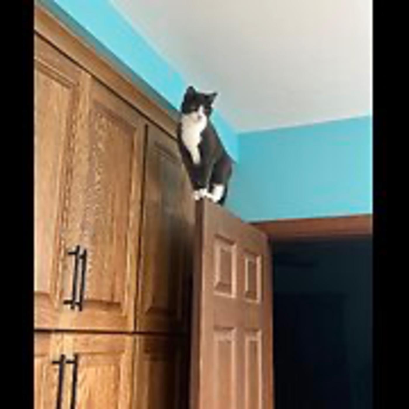 Real Coffee with Scott Adams