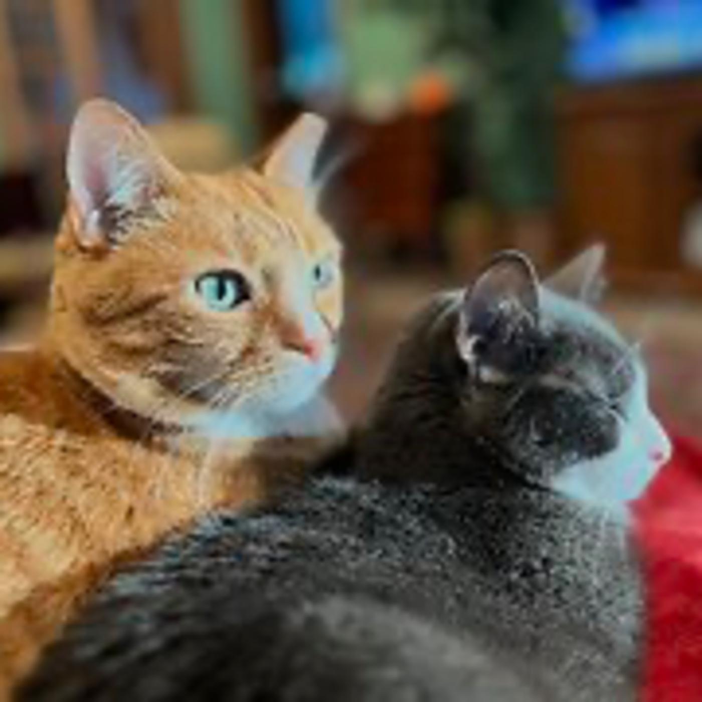 Real Coffee with Scott Adams