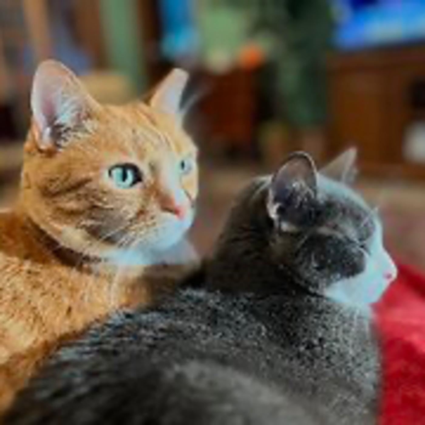 Real Coffee with Scott Adams