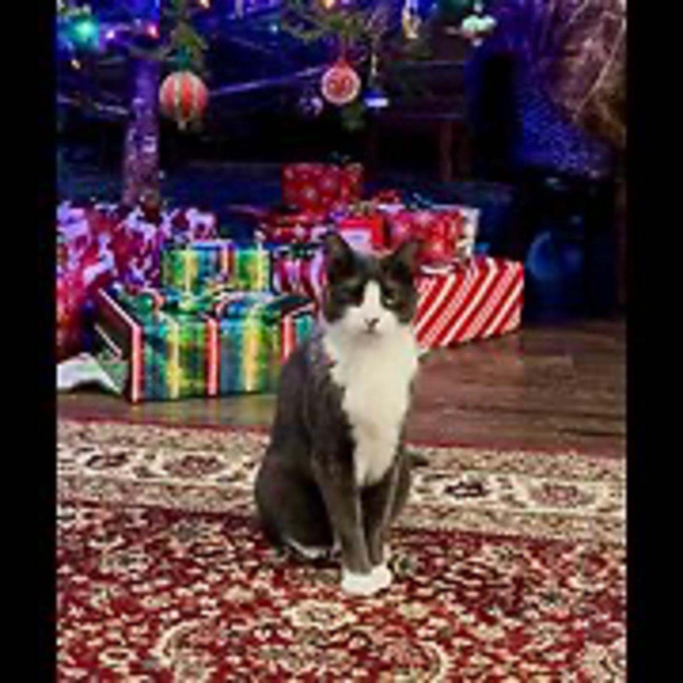 Real Coffee with Scott Adams