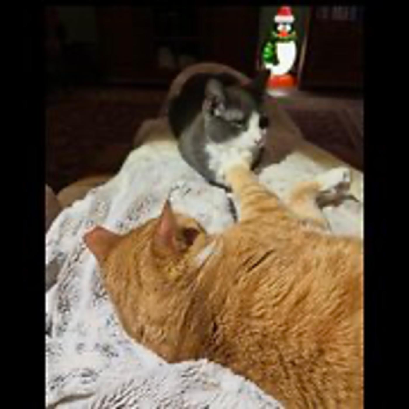 Real Coffee with Scott Adams