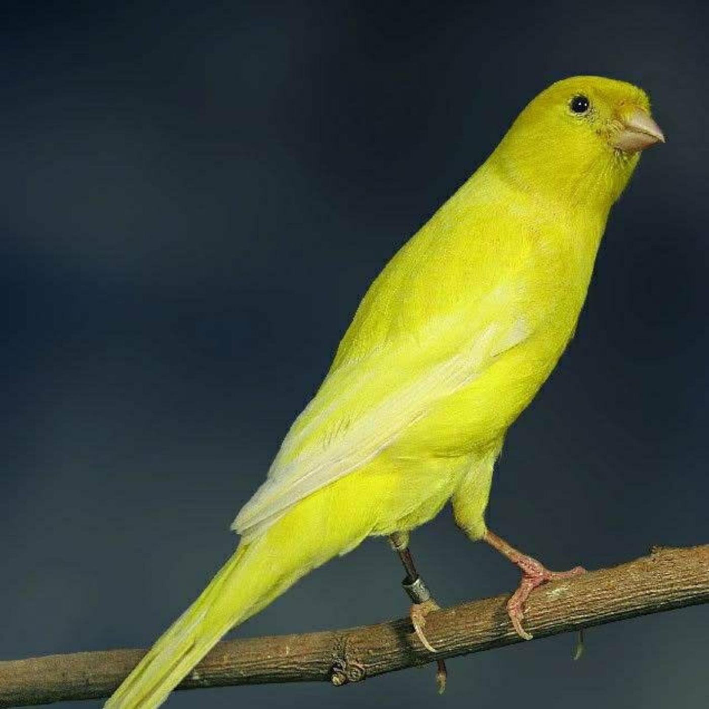 Om Hoby: Harga Burung Kenari, image size:1400x1400