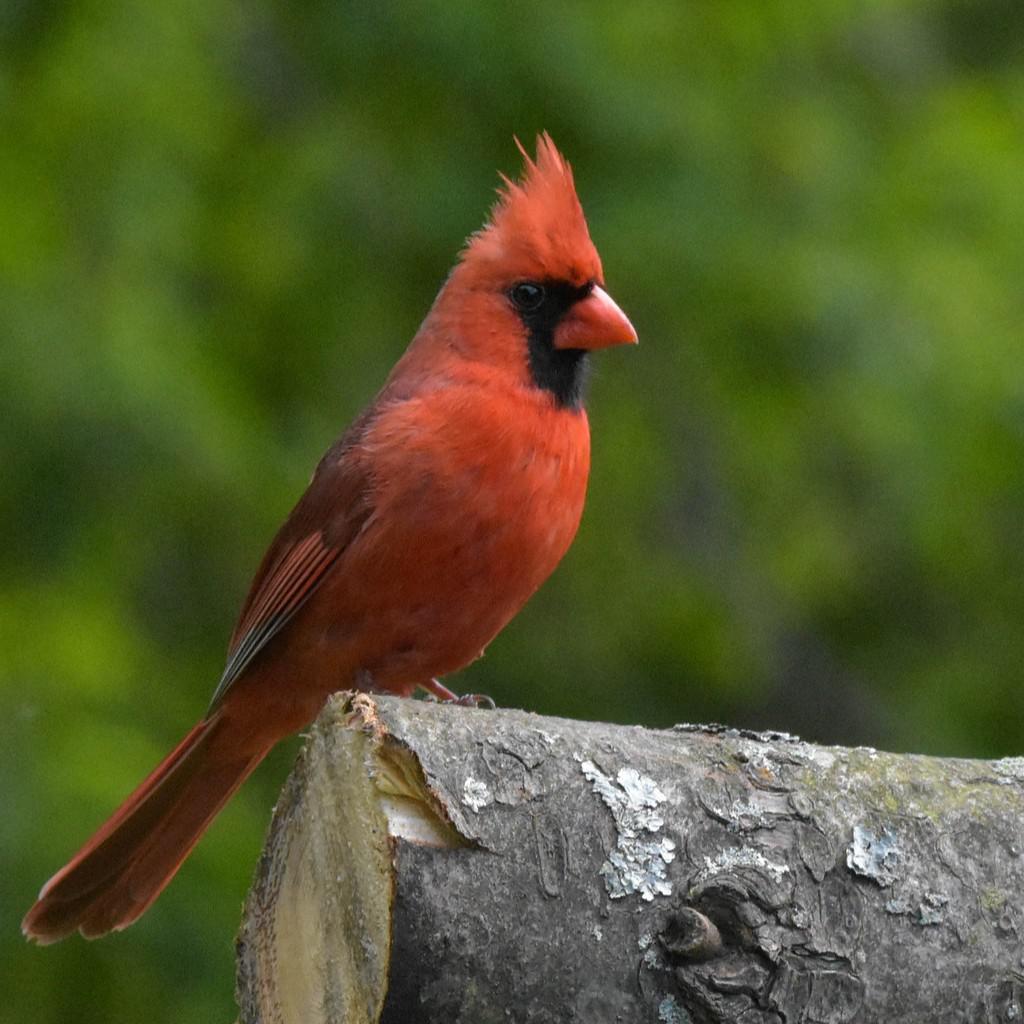 A Bargain at Twice the Price by Rebecca Cuthbert Story Discovery