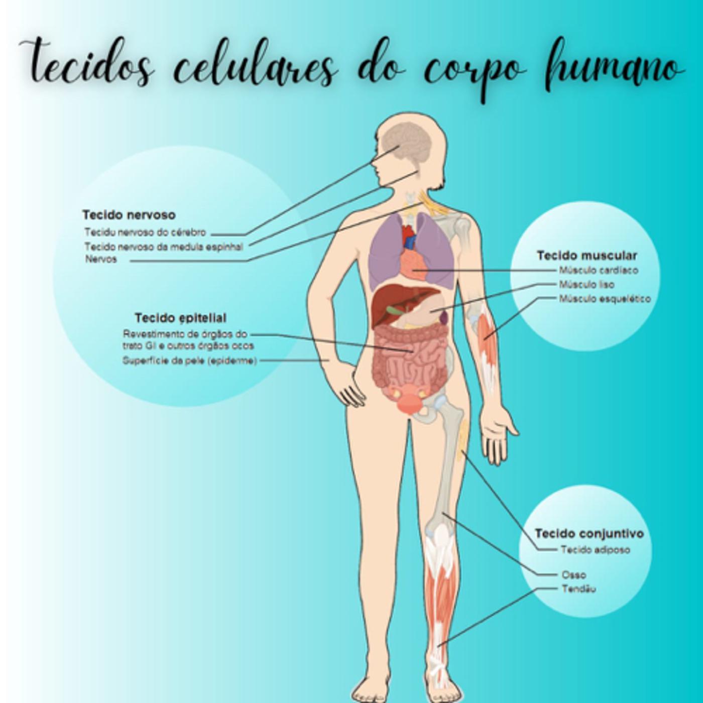 Descrição sobre os principais tecidos do corpo humano | Listen Notes, image size:1400x1400