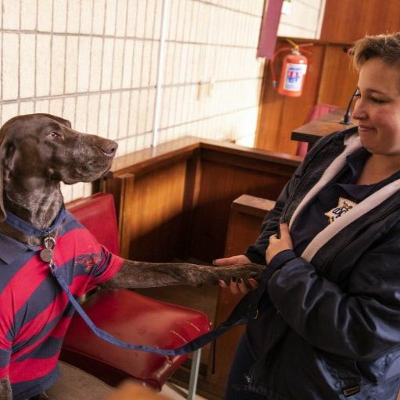 Ruff justice Meet the dogs helping put rapists in jail Listen Notes