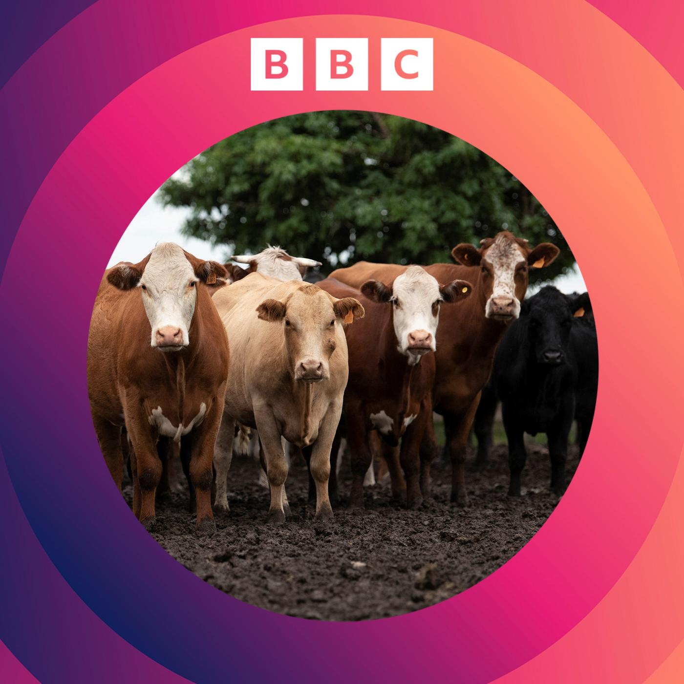 The Climate Question (podcast) - BBC World Service | Listen Notes