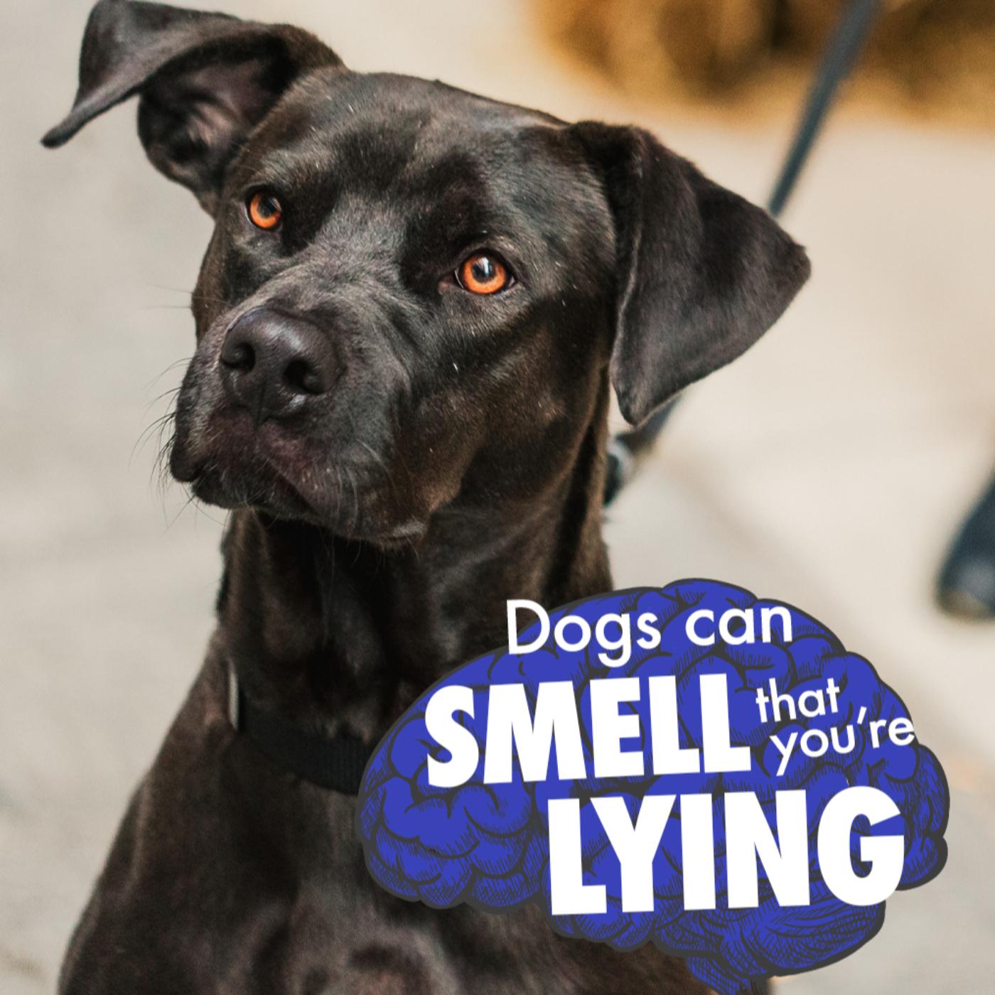 Can dogs smell that you're lying? - The Dog Scholar (podcast) | Listen ...