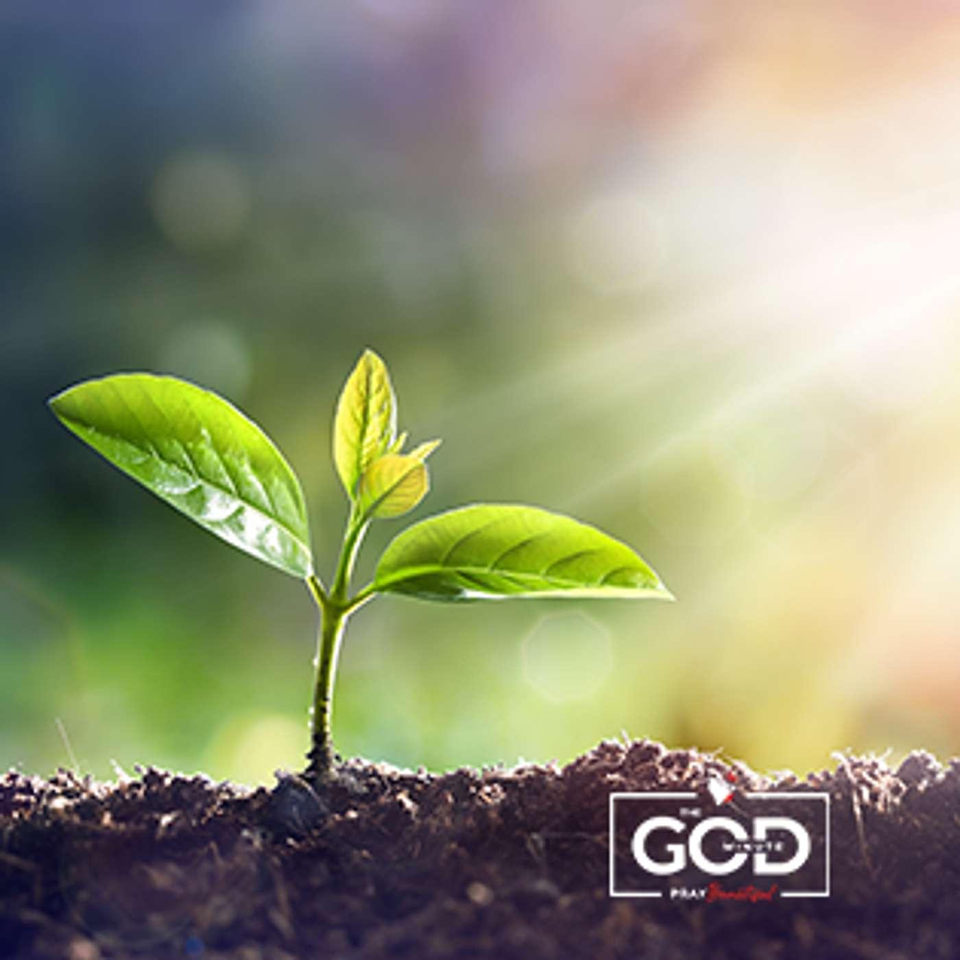 June 13- Mustard Seed - The God Minute (podcast) | Listen Notes