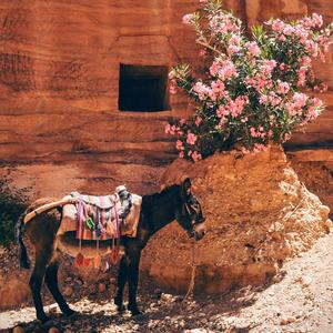Church Planting in the Middle East Through Business as Mission