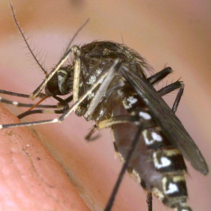 Why did God create the mosquito? The Scoot Show with Scoot (podcast