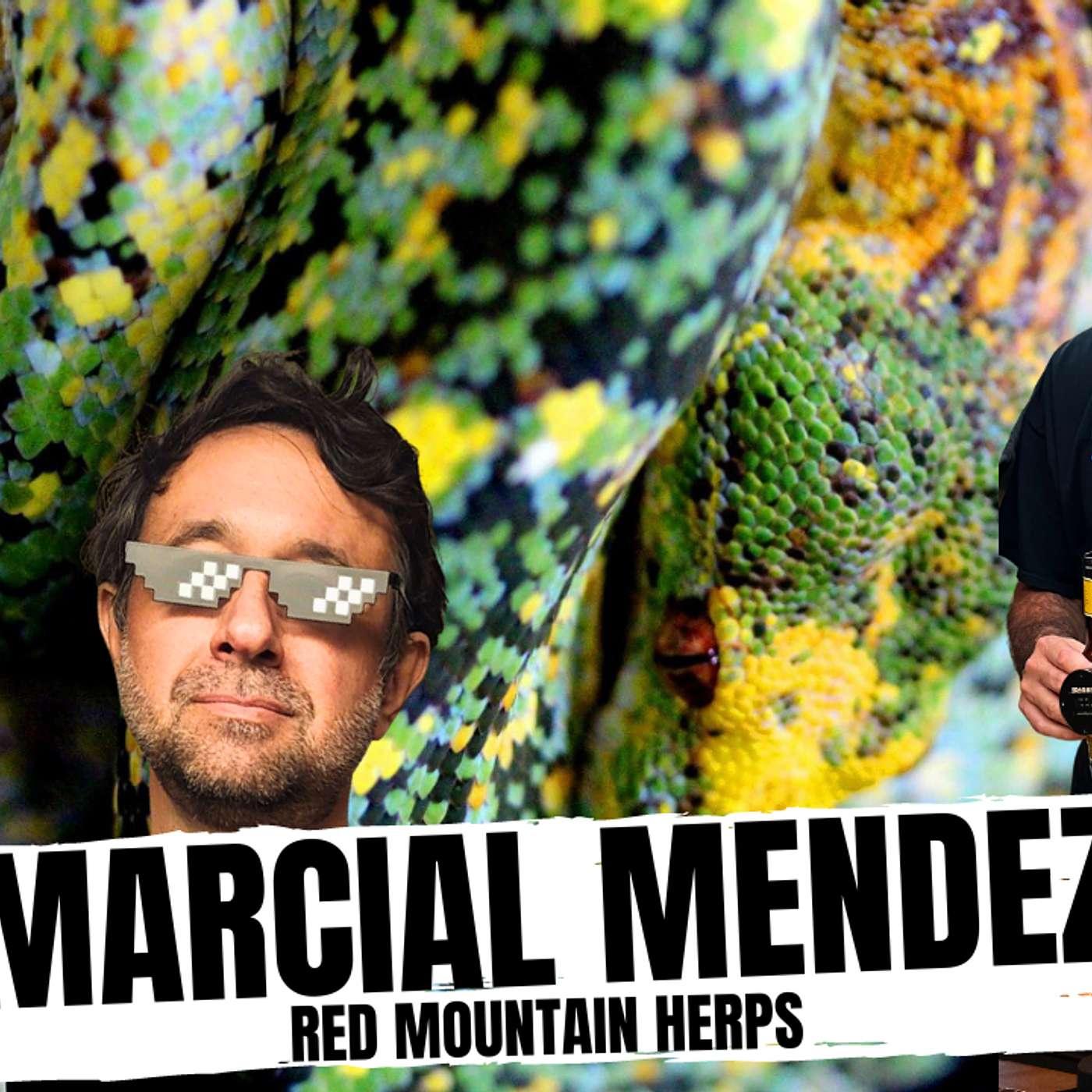The Albino Green Tree Python Project w/ Marcial Mendez | All In The ...