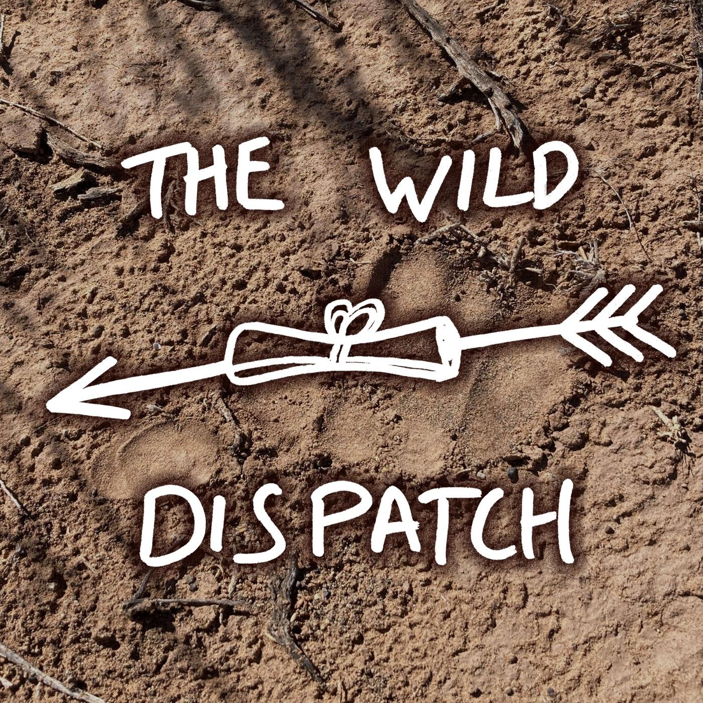 The Wild Dispatch (podcast) - Robin Warman | Listen Notes