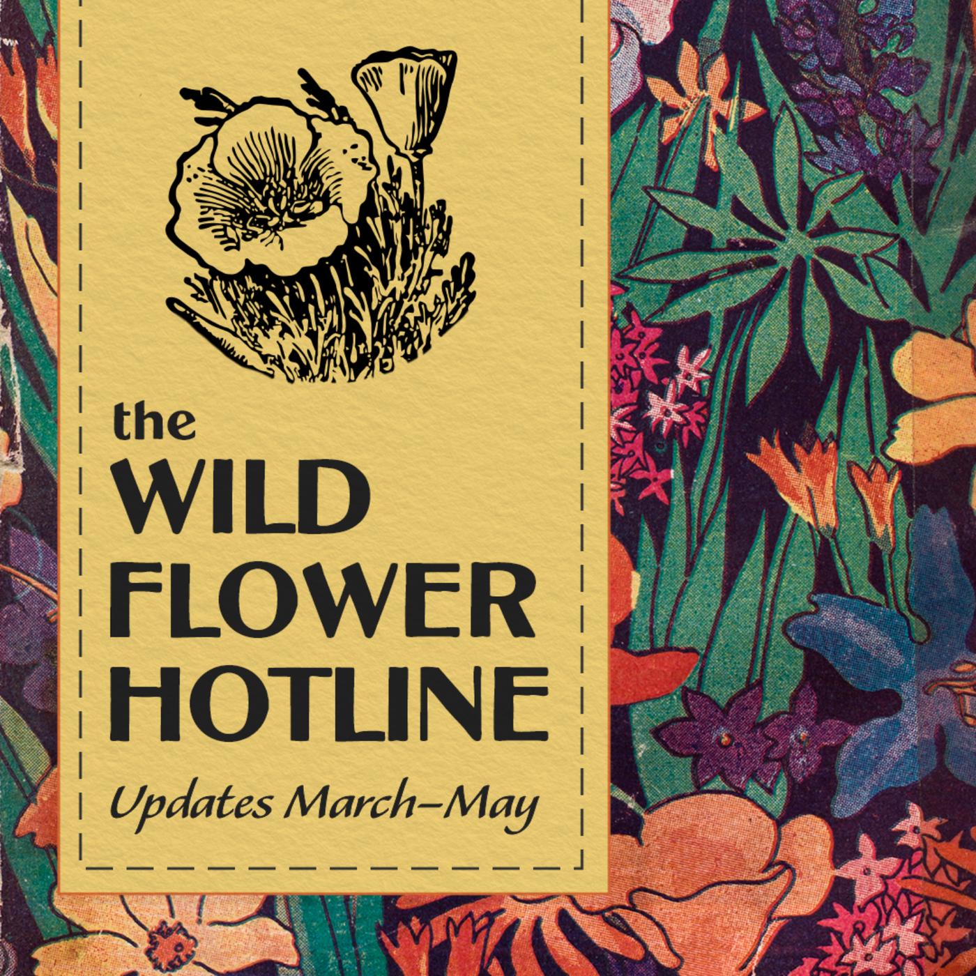 The Wild Flower Hotline (podcast) - Theodore Payne Foundation for Wild ...